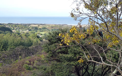 Bethells Beach tuis