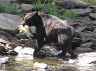 Amazing Alaskan cruise