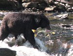 7 days cruising amazing Alaska