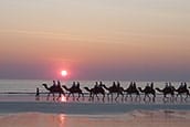Camels thumb