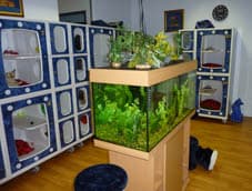 Cattery