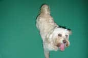 Fancy pants dog hotel & spa