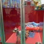 Fancy pants dog hotel & spa