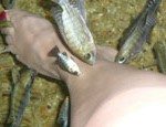 Ticklish torture at the Fish Foot Spa!