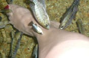 Foot spa Foot spa