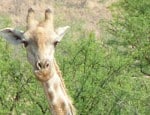South Africa: See Africa’s Big 5 from Sun City resort!