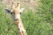 Giraffe