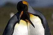 Penguins