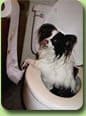 Book your pooch on Pet Airways