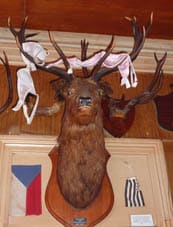 Puhoi deer