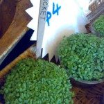 Rocket seedlings
