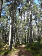 Woodhill The only way down is by flying fox