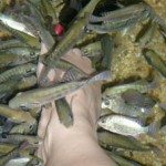 Foot torture at the Fish Foot Spa!