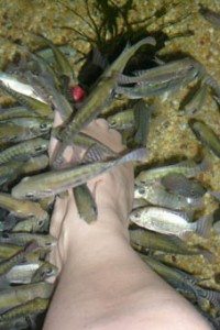 Freaky fish foot spa!
