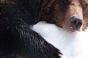 grizzly