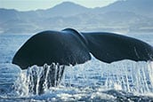 Whale Watch Kaikoura