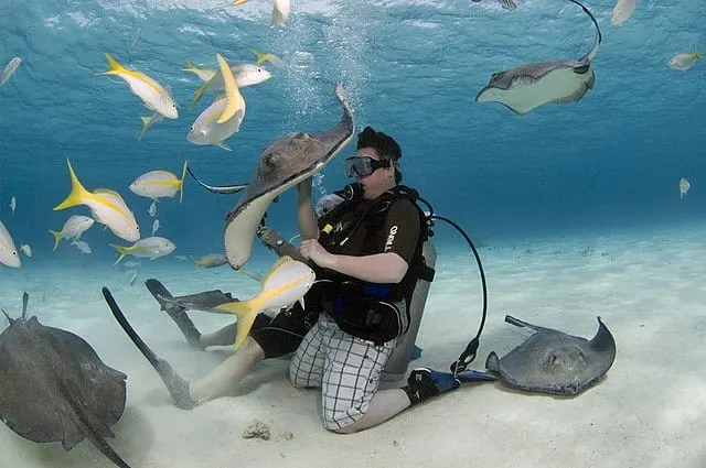 Snorkeling while feeding the stingrays in the Stingray City, Cayman Islands.