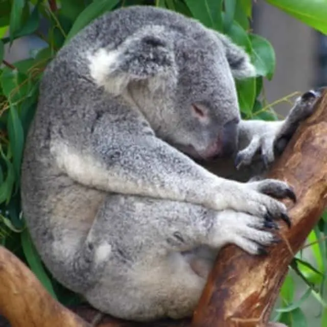 A cuddly koala sleeping on a tree branch.