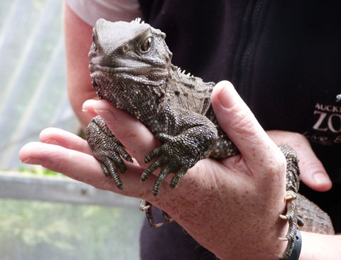 Auckland Zoo tuatara