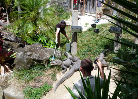 Auckland Zoo alligator feeding
