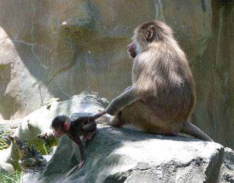 Auckland Zoo baboon baby