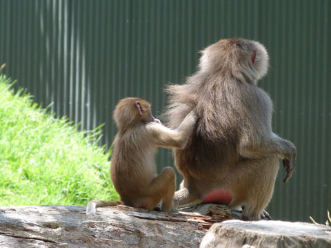 Auckland Zoo baboons