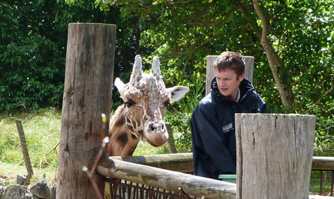 Zabulu giraffe Auckland zoo