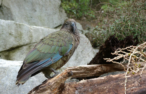 Auckland Zoo kea