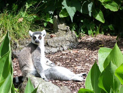 Ring tailed lemur Auckland zoo