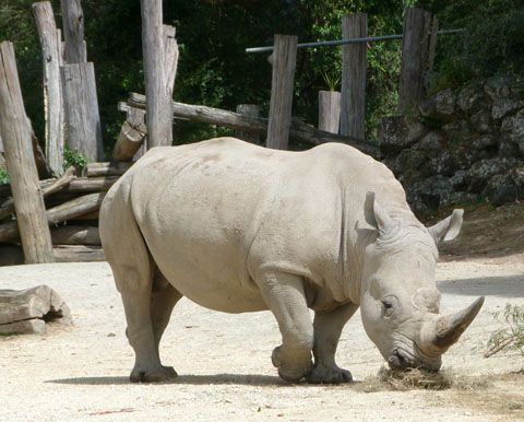 Auckland zoo rhinoceros