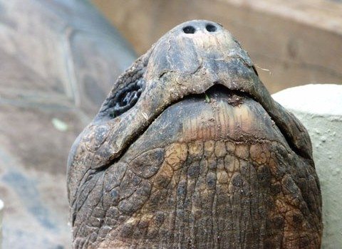 Auckland zoo Galapagos