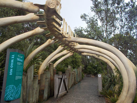 Auckland zoo Te Wao Nui