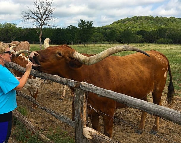 Feeding the long horns