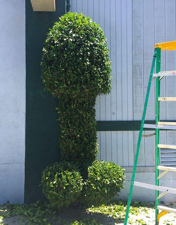 penis shaped hedge