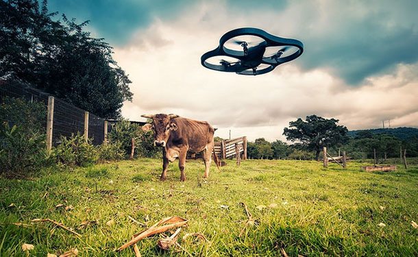 Drone and cow in paddock