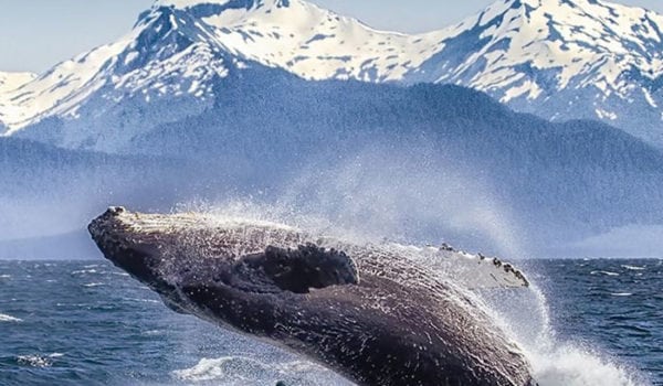 humpback whale breaching alaska