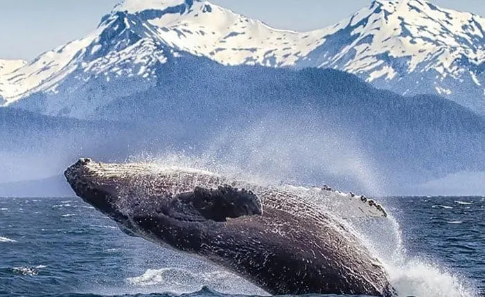 humpback whale breaching alaska
