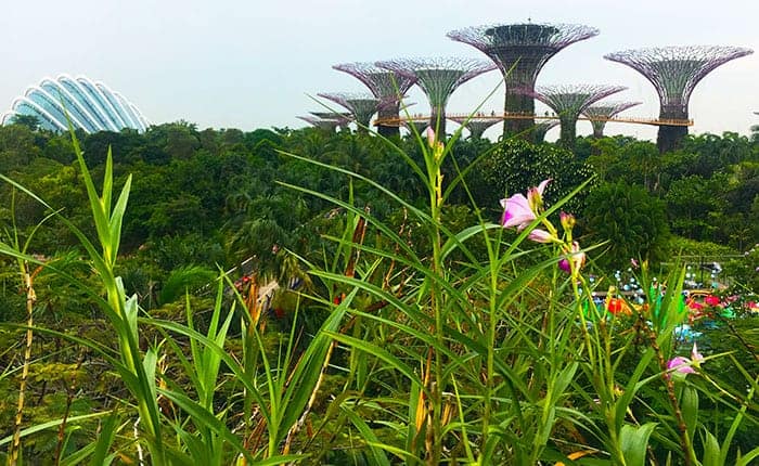 Supertrees at Gardens by the Bay Singapore