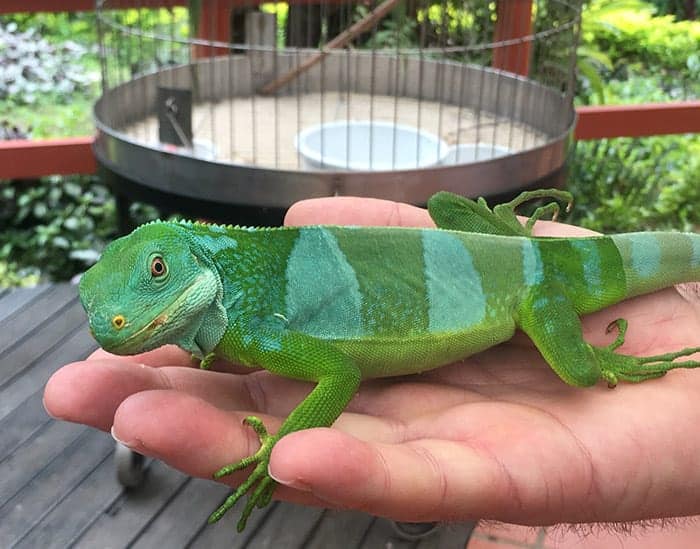 Fiji iguana at eco park
