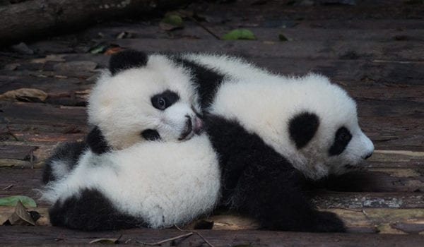 Pandas in Chengdu