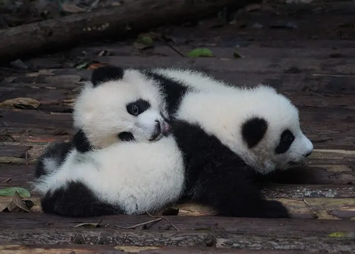 Pandas in Chengdu