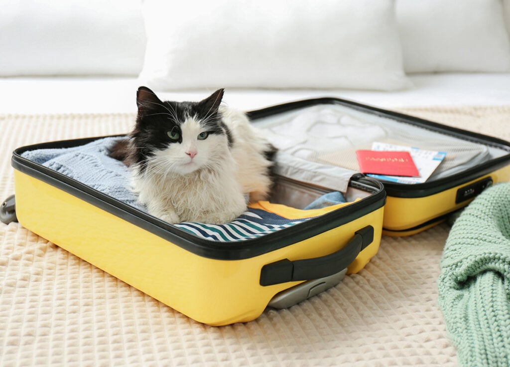 Cute cat in a suitcase