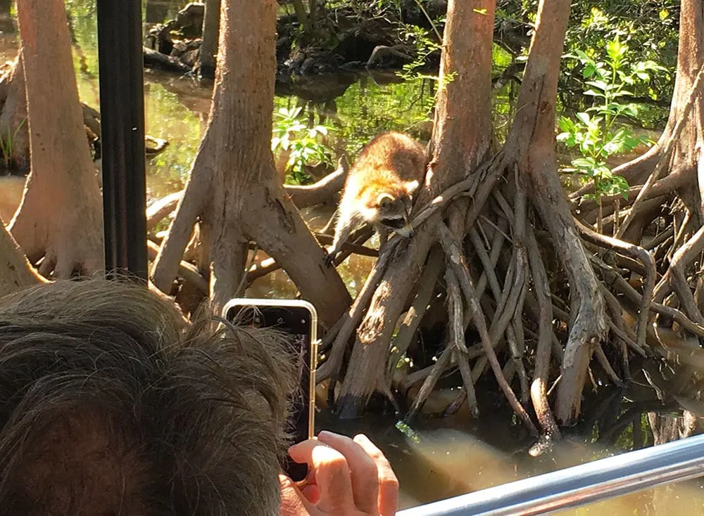 Racoon selfie on our swamp tour