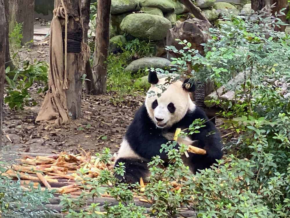 Panda Base China