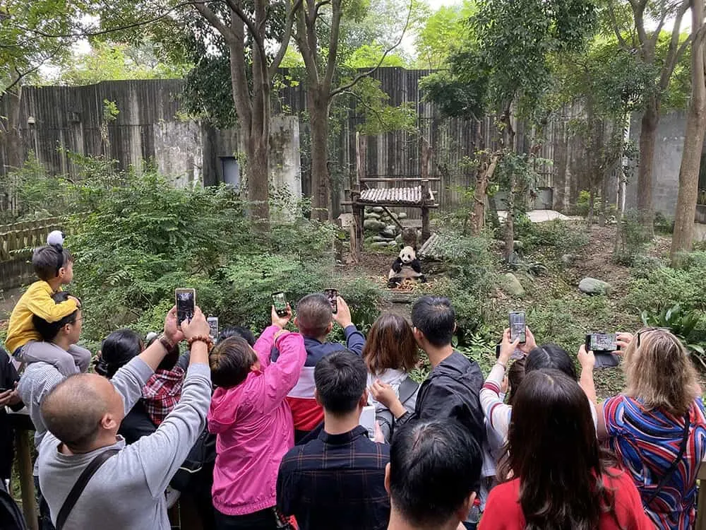 Visiting pandas in Chengdu, China