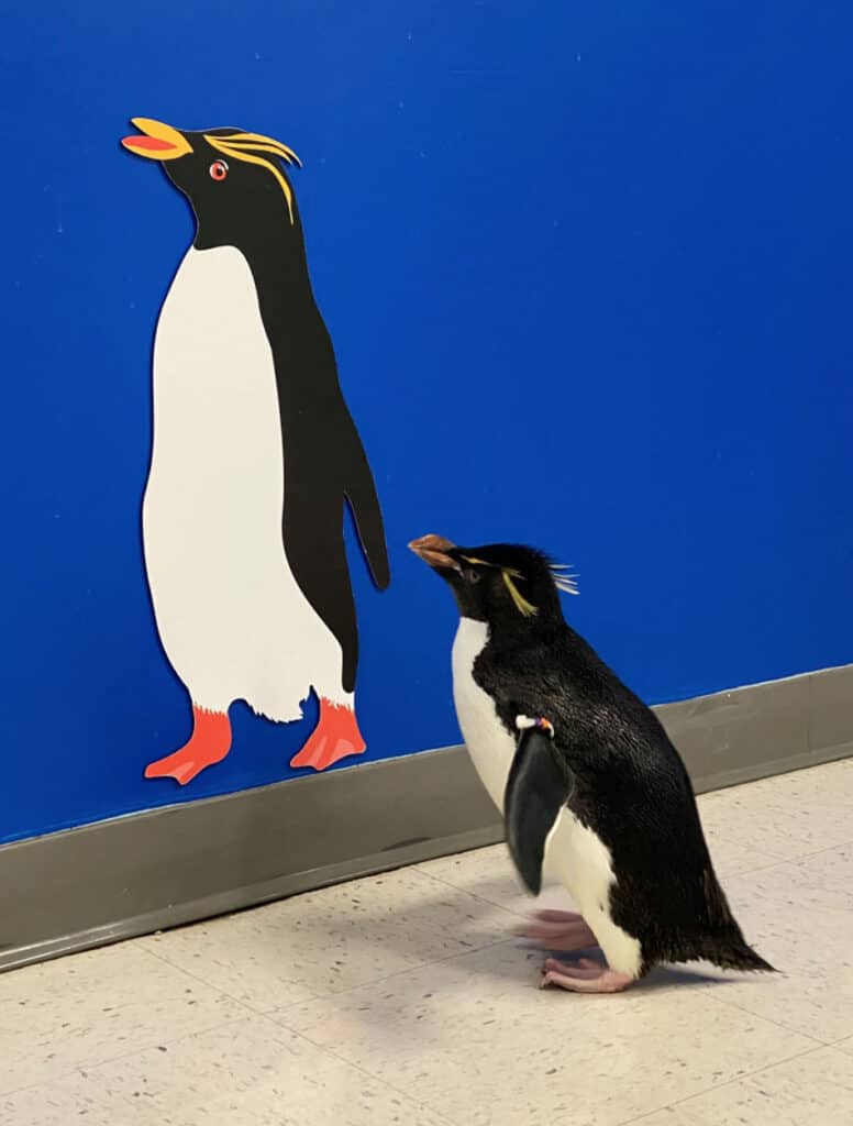 Pingouin à Shedd Aquarium
