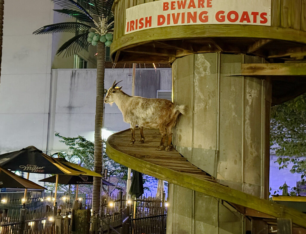 A goat on it's ramp in the garden bar
