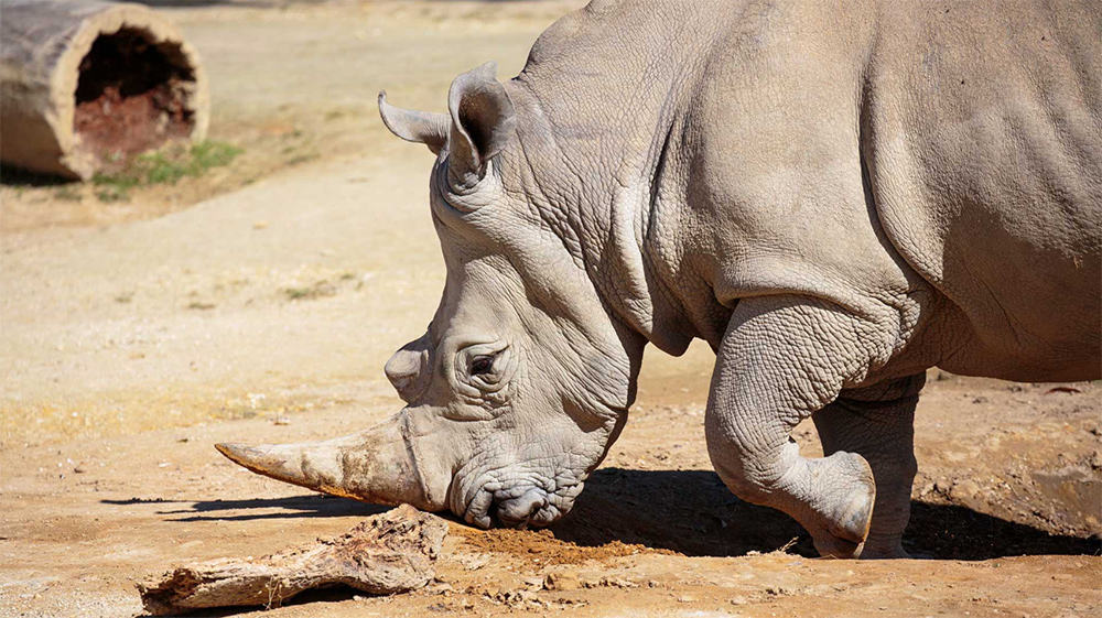 Auckland Zoo rhino enclosure