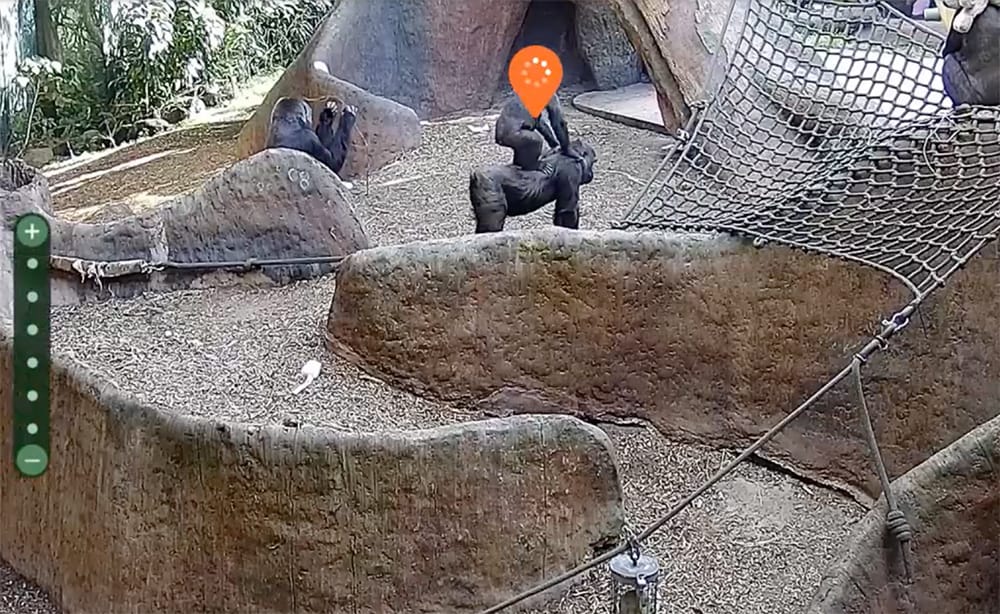 Orana Wildlife Park webcam