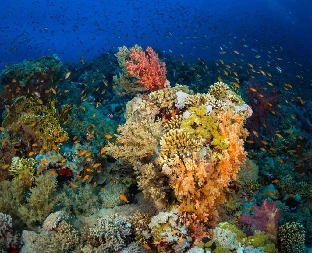 coral reef at Key Largo